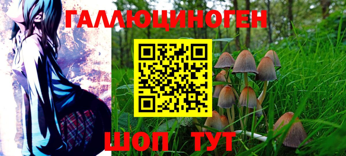 Галлюциногенные грибы Psilocybe Балашов